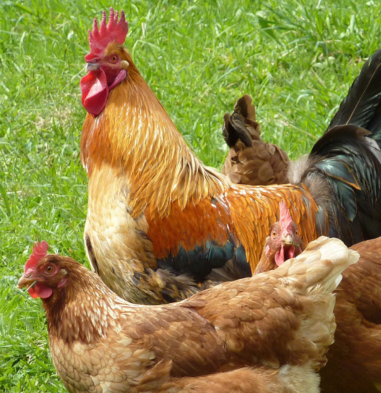 Куры на прогулке по зеленому лугу Петух и куры на зеленом лугу