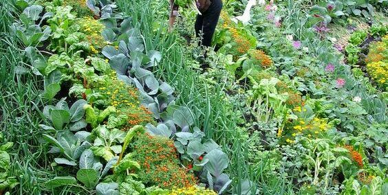 Садовод ухаживает за грядками Аккуратные овощные грядки уходящие в даль