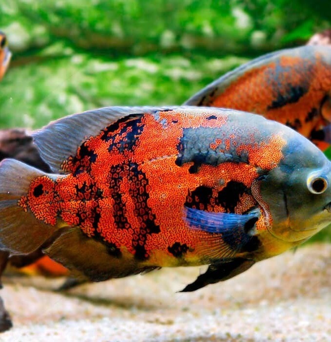 Аквариумная рыбка крупно Рыбка Астронотус в аквариуме