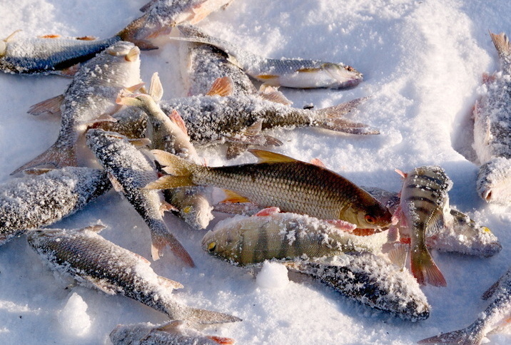 Зимняя рыбалка на озере Баунт Окунь и сорога на снегу
