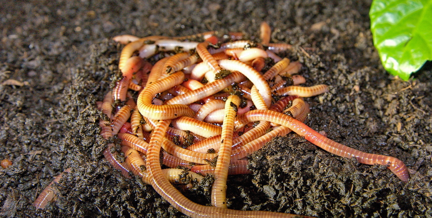 Червь Дендробена крупно Клубок червей Дендробена на земле