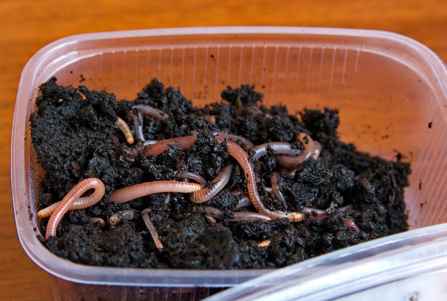 Живой корм для аквариумных рыб 